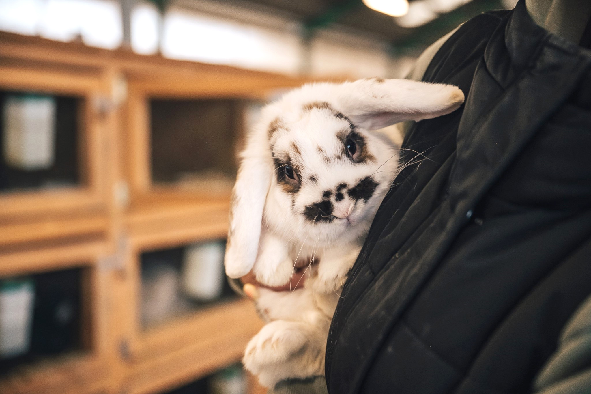 Zvířecí den na farmě