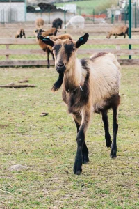 Fredík