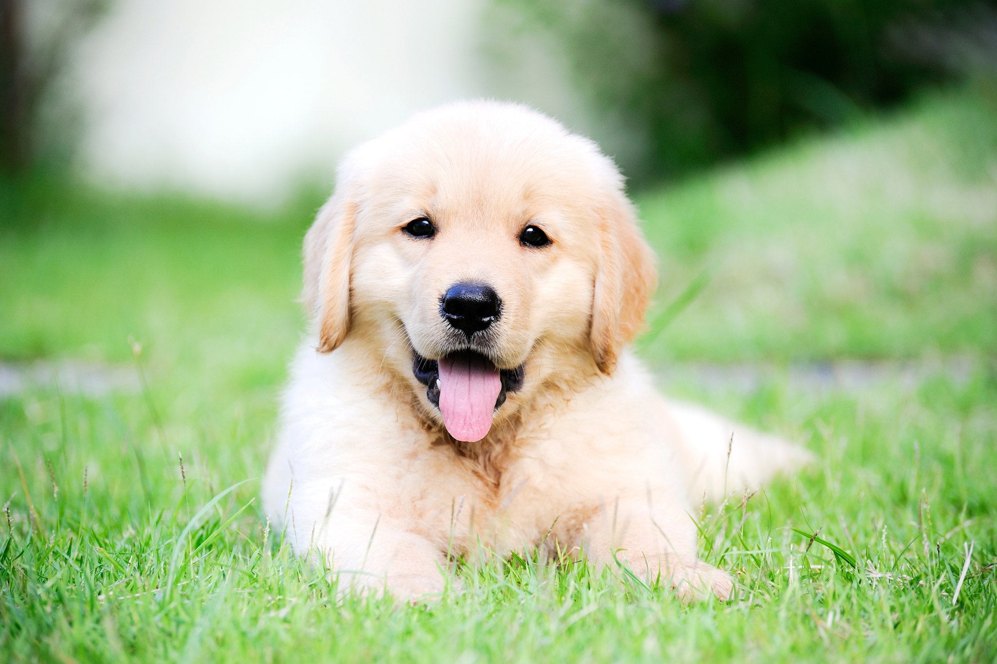 Puppy jóga
