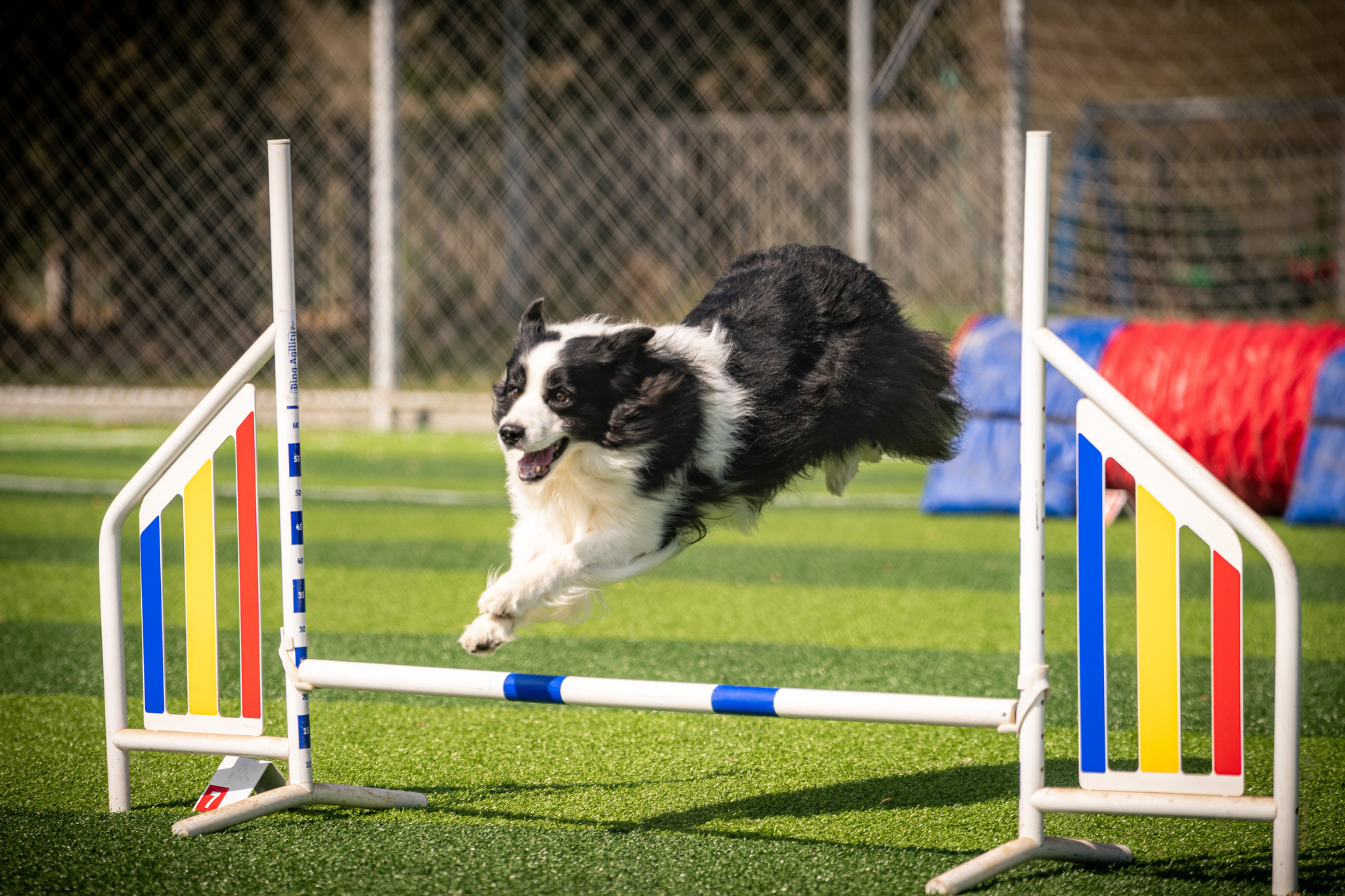 Psí agility